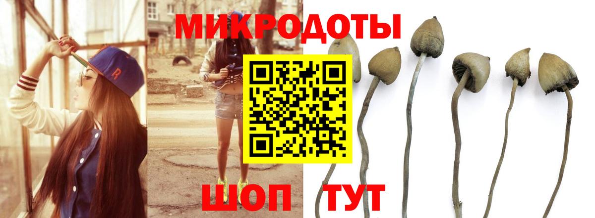 Псилоцибиновые грибы Cubensis  Балахна 